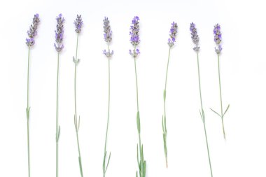 Beyaz arkaplanda lavanta çiçekleri izole