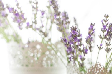 Beyaz arkaplanda lavanta çiçekleri izole