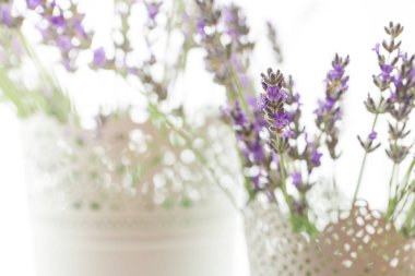 Beyaz arkaplanda lavanta çiçekleri izole