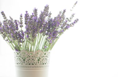 Beyaz arkaplanda lavanta çiçekleri izole