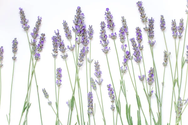 Fiori di lavanda isolati su sfondo bianco — Foto Stock