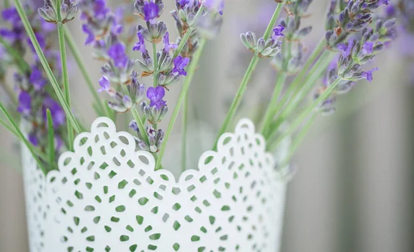 Lavendelblüten isoliert auf weißem Hintergrund — Stockfoto