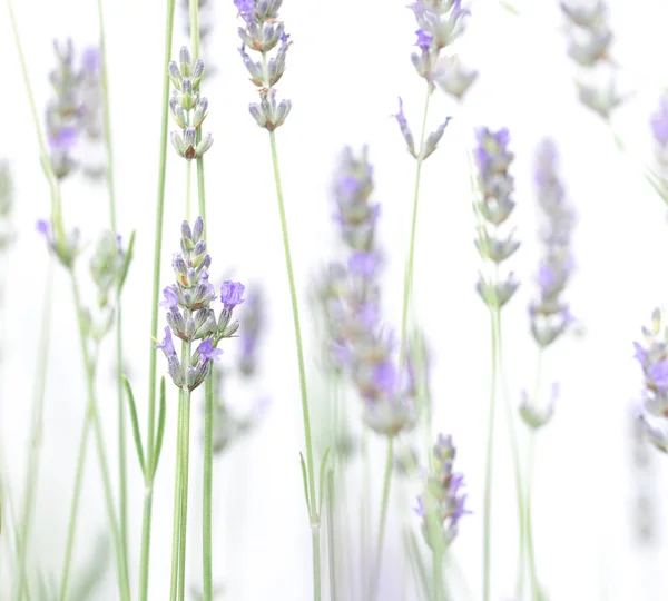 Fleurs de lavande isolées sur fond blanc — Photo