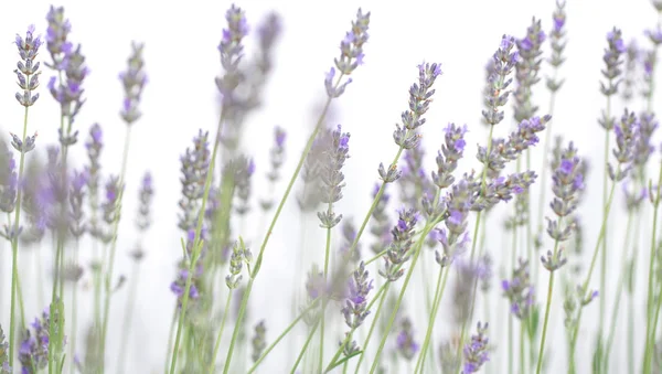 白い背景に孤立したラベンダーの花 — ストック写真