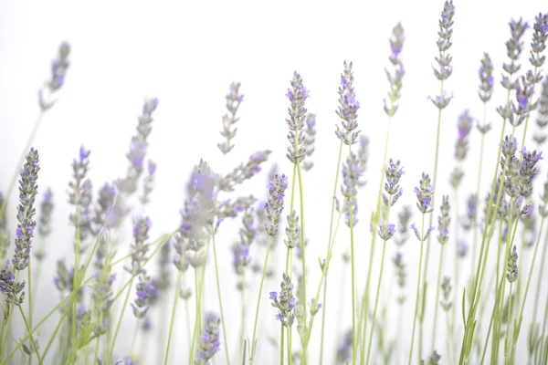 白い背景に孤立したラベンダーの花 — ストック写真