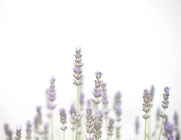Kwiaty lawendy izolowane na białym tle — Zdjęcie stockowe