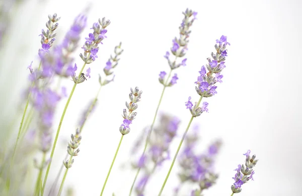 白い背景に孤立したラベンダーの花 — ストック写真