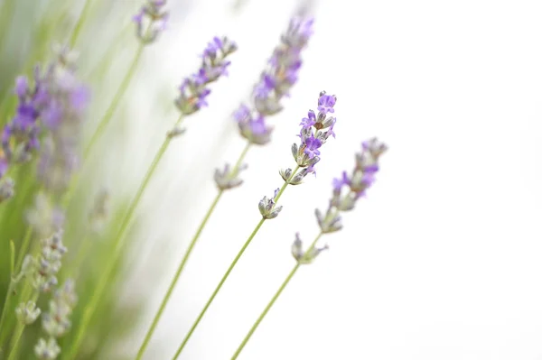白い背景に孤立したラベンダーの花 — ストック写真