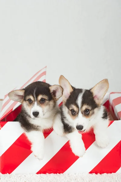 Dois cachorros Corgi estão sentados em uma caixa de presente . — Fotografia de Stock