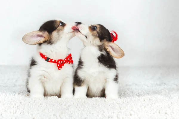 Cachorros Corgi con pajarita —  Fotos de Stock