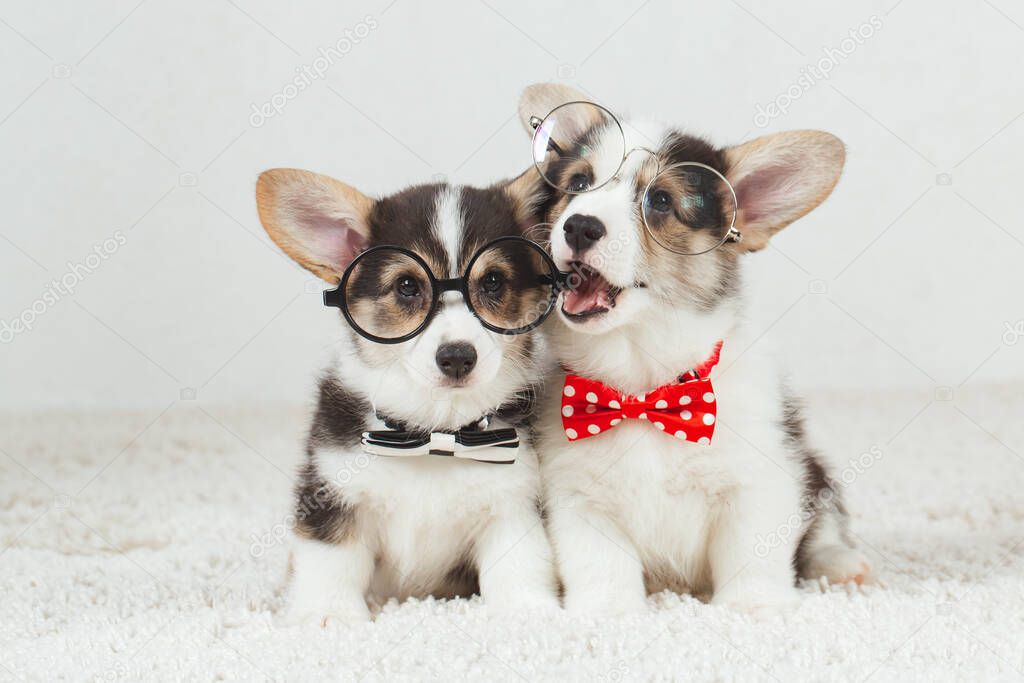 Corgi dog puppy with glasses