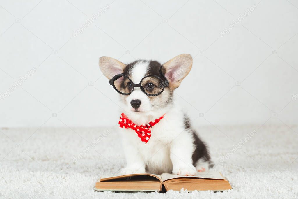 Corgi dog puppy with glasses