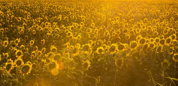 Sonnenblumenfeld Morgengrauen Blumen Wandten Sich Der Sonne Sonnenblumenanbau Für Die — Stockfoto