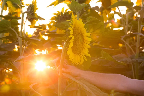 Campo Girassol Amanhecer Mão Homem Moldura Toca Uma Flor Enorme — Fotografia de Stock