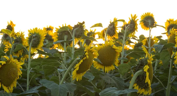 Sunflower field at dawn. Flowers turned to the sun. Sunflower cultivation for oil production