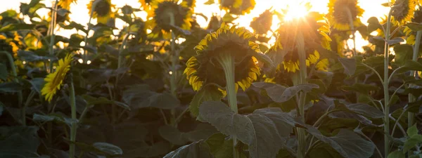 Sonnenblumenfeld Morgengrauen Blumen Wandten Sich Der Sonne Sonnenblumenanbau Für Die — Stockfoto