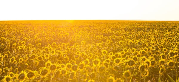 夜明けにひまわり畑 花は太陽に変わった 石油生産のためのひまわり栽培 — ストック写真