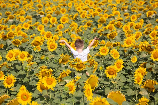 Dziecko Bawi Się Ogromnym Polu Słoneczników Mały Chłopiec Białej Koszulce — Zdjęcie stockowe