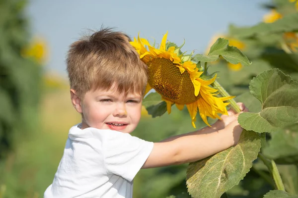 那孩子在一片巨大的向日葵地里玩耍 穿着白色T恤的小男孩拿着一朵大花 — 图库照片