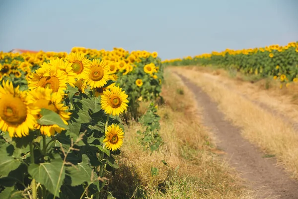 Sunflower field at dawn. Flowers turned to the sun. Sunflower cultivation for oil production