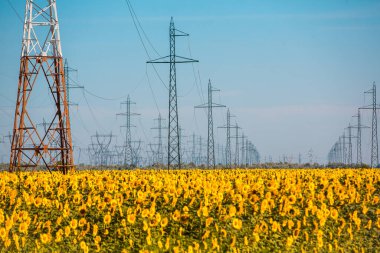 Bulgaristan 'da ayçiçekli bir tarım arazisinde elektrik direkleri ve yüksek voltaj hatları.