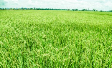 Yağmur gayet güzel daha içerilere manzarada, sonra pirinç alan.