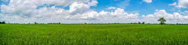 Panorama manzara Tayland. Yeşil doğa manzara paddy Yasemin pirinç alan ile.