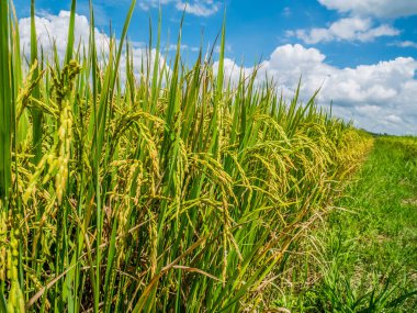 Paddy Yasemin pirinç alan güzel mavi gökyüzü bulut ile kapatmak.