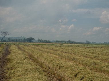 Hasat sonrası yaptı saman
