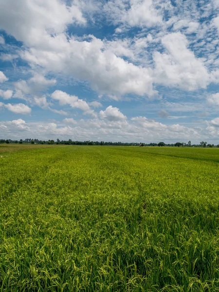 Reisfeld nach Regen ist wunderschön in Hochlandlandschaft. — Stockfoto