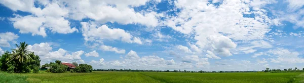 Panoramalandschaft. Landhäuser und saftig grüne Felder Reis. — Stockfoto