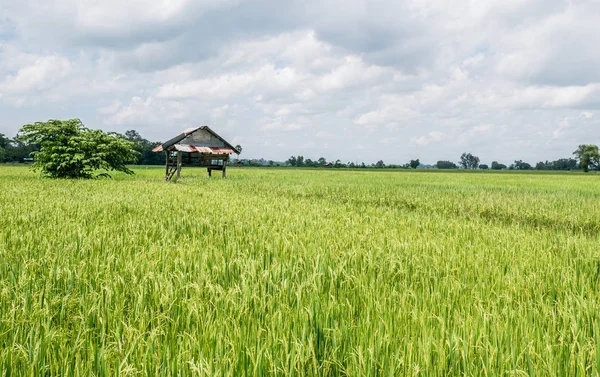 Kırsal. Yasemin pirinç ve gökyüzü ile pirinç alanlardaki siper al.