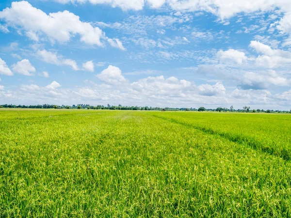Arrozal campo de arroz jazmín con hermoso cielo azul refrescante . — Foto de Stock