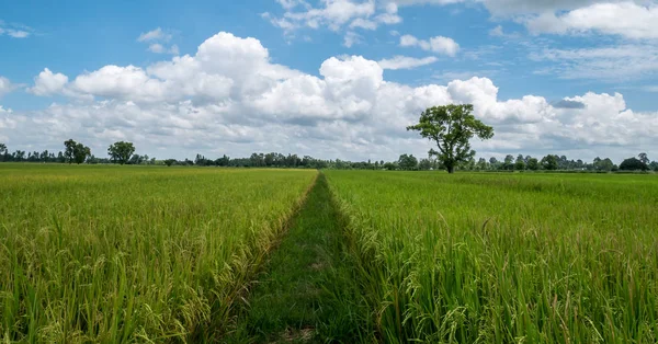Farklı fark. Pirinç paddies pirinç hayran hayran bakıyor ve sarı paddy alanları arasındaki geçit. 
