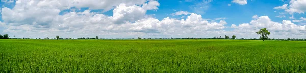 Panorama landscape of Thailand. Green nature landscape with paddy jasmine rice field. — Stock Photo, Image