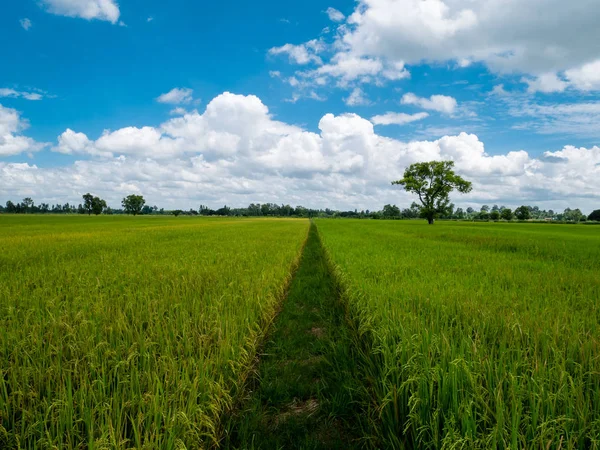 Gehweg aus Reisfeldern zwischen Reisfeldern und gelben Reisfeldern. — Stockfoto