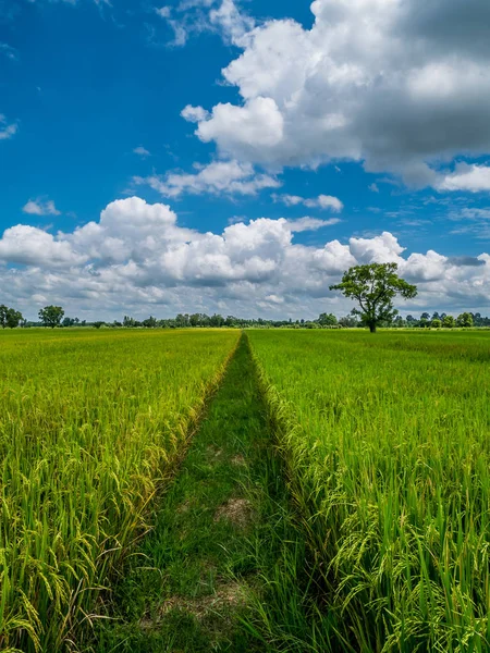 Gehweg aus Reisfeldern zwischen verschiedenen Feldern. — Stockfoto