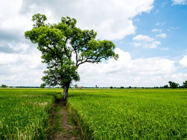 Der schattenspendende große Baum im grünen Reisfeld . — Stockfoto