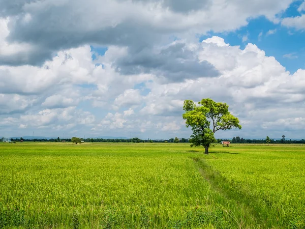 El gran árbol de sombra de pie en el campo de arroz verde . — Foto de Stock