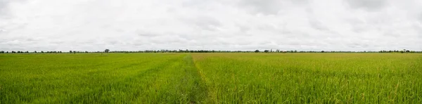 Panoramalandschaft. schöne erfrischende blaue Himmel Wolke bewölkt mit gelben Reisfeld — Stockfoto