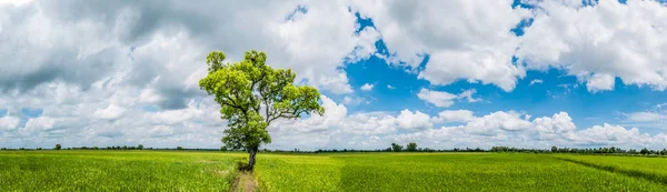 Paisaje panorámico. Increíble y hermosa la sombra gran árbol de pie en el campo de arroz verde . — Foto de Stock