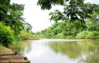 Ping nehir yanında yeşil ağaçlar. Doğa sabah ağacı.