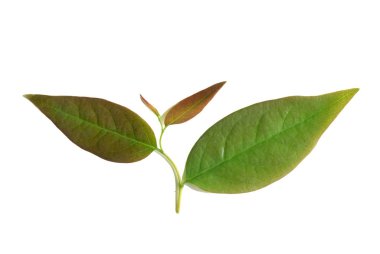 Genç yaprakları. Yıldız bektaşi üzümü yapraklar yeşil beyaz arka plan üzerinde izole kapatmak. 