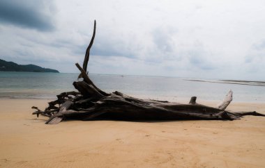 Nai Yang beach Beach, Sirinath Milli Parkı, Tayland dallarda