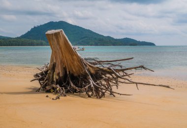 Nai Yang Beach, Sirinath Milli Parkı, Phuket, kumlu sahilde dalgaların karaya attığı odun 