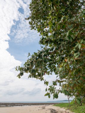Güzel yaz manzara mavi gökyüzü ve çam ağaçlarıyla sahilde.