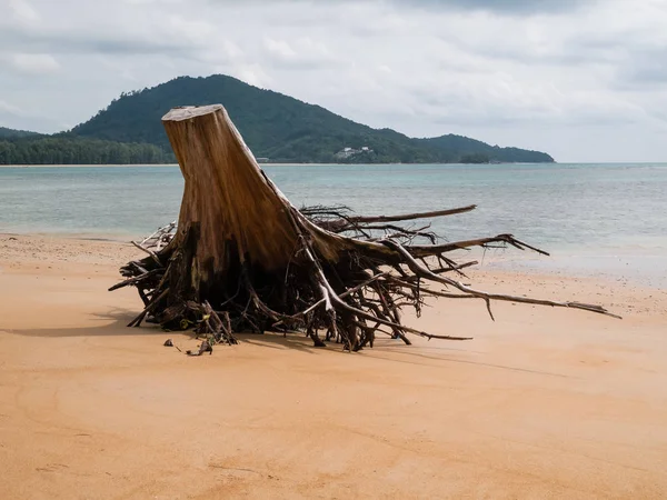 Sahilde dalgaların karaya attığı odun. Bir Nai Yang Beach Phuket Uluslararası Havaalanı yakınlarındaki