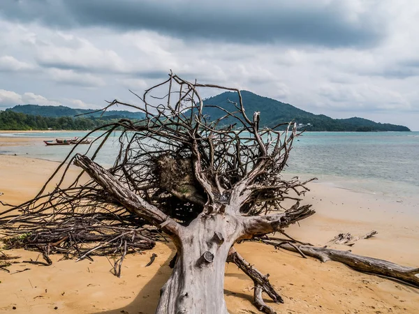 Sonbahar fırtına bulutları form üzerinde dalgaların karaya attığı odun Nai Yang Beach