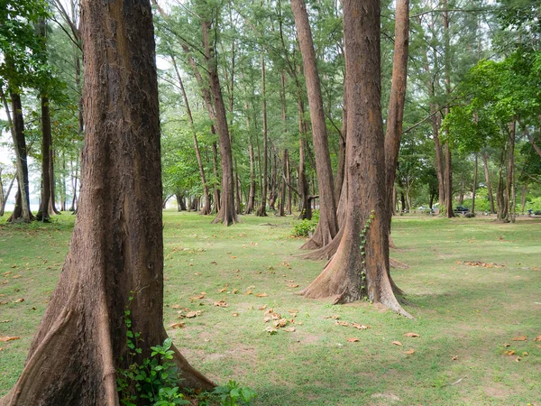 그늘진 공원입니다. 무성 한 녹색 나무와 소나무 낙된 엽의 전체. 나이 양 비치에서 — 스톡 사진