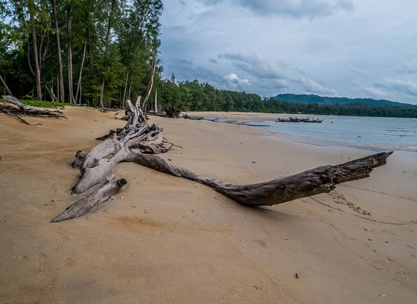 Sahilde ölü ağaç. Nai Yang Beach, Sirinath Milli Parkı 